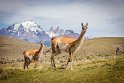 095 Torres Del Paine, guanaco